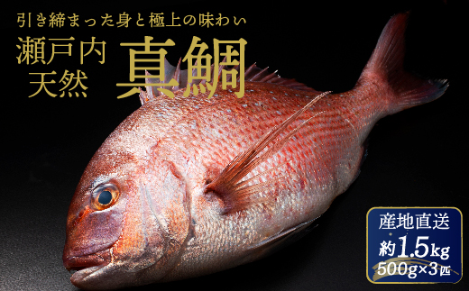 瀬戸内産 天然真鯛 約1.5kg（500g×3匹/鱗・内蔵処理）【12月〜発送】/ 鯛 天然鯛 真鯛 天然 鮮魚 下処理済 瀬戸内 広島県 三原市　154001