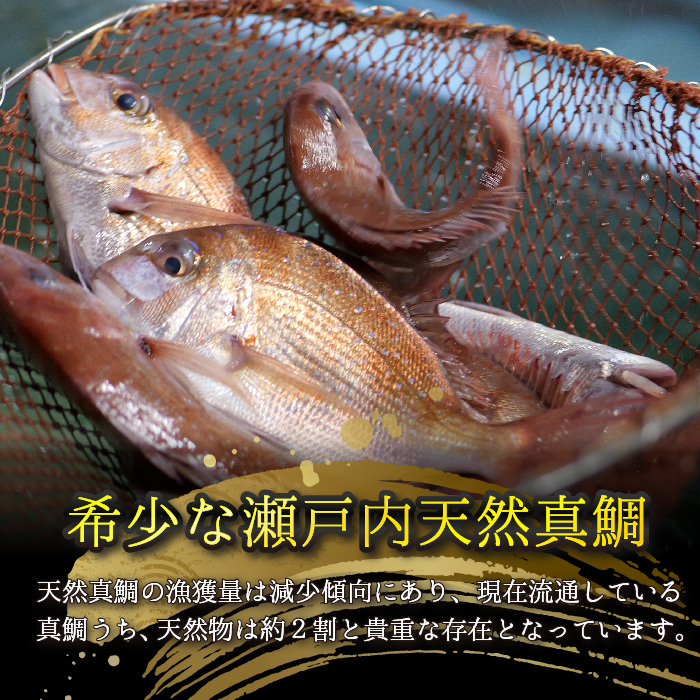 瀬戸内産 天然真鯛 約1.5kg（500g×3匹/鱗・内蔵処理）【12月〜発送】/ 鯛 天然鯛 真鯛 天然 鮮魚 下処理済 瀬戸内 広島県 三原市　154001