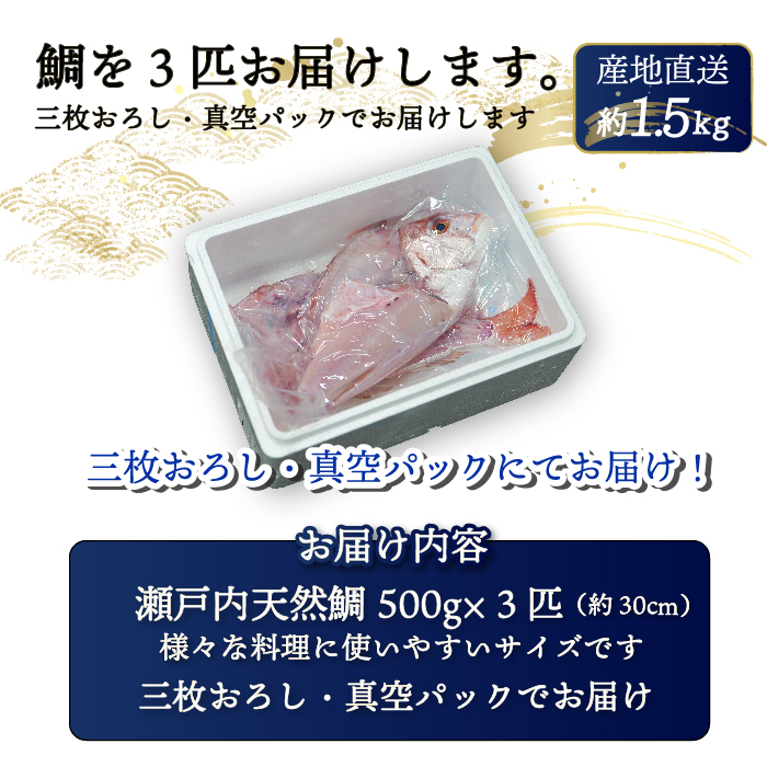 瀬戸内産 天然真鯛 約1.5kg（500g×3匹/）【12月〜発送/調理が楽ちん！三枚おろし・真空パックでお届け！】鯛 天然鯛 真鯛 天然 鮮魚 下処理済 三枚おろし 瀬戸内 広島県 三原市　154002