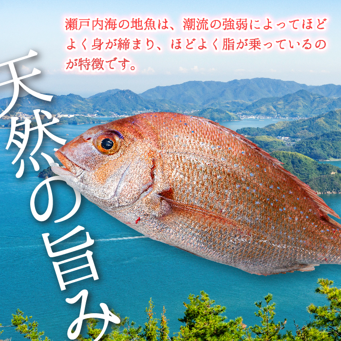 瀬戸内産 鮮魚 地魚詰め合わせ（3～5種類）瀬戸内の天然鯛入り/ 地魚 鯛 天然鯛 真鯛 天然 鮮魚 下処理済 瀬戸内 広島県 三原市　154003