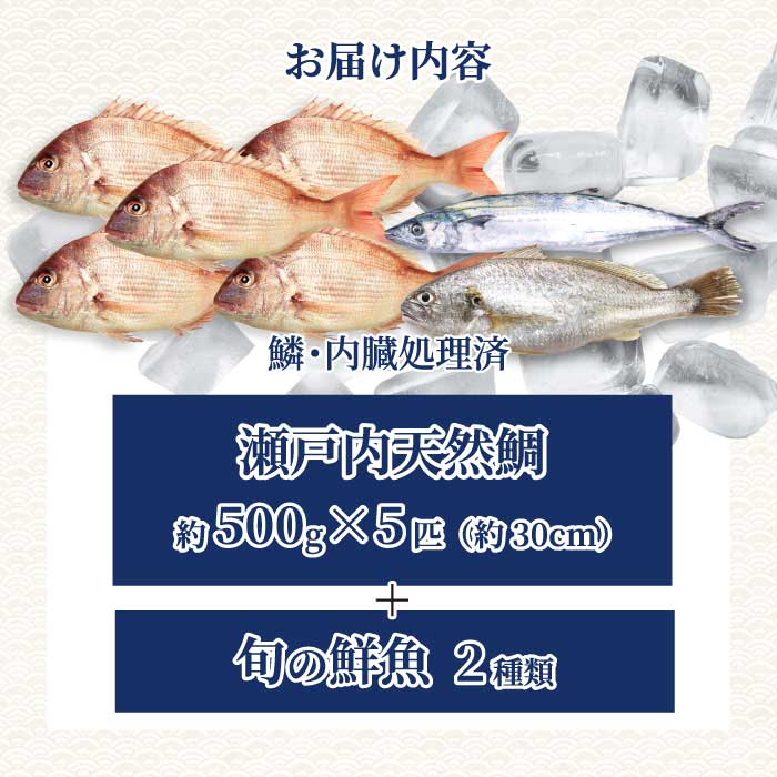 瀬戸内産 天然鯛 約2.5kg（500g×5匹/鱗・内臓処理）・鮮魚2種 詰め合わせ 地魚 鯛 天然鯛 真鯛 天然 鮮魚 下処理済 瀬戸内 広島県 三原市 154007