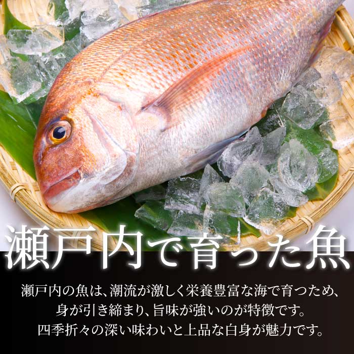 【12か月定期便】瀬戸内産 鮮魚 地魚詰め合わせ（3～5種類）計12回お届け 瀬戸内の天然鯛入り/ 地魚 鯛 天然鯛 真鯛 天然 鮮魚 下処理済 瀬戸内 広島県 三原市　154011
