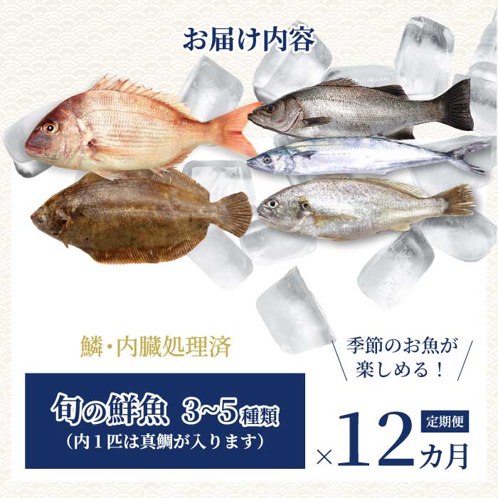 【12か月定期便】瀬戸内産 鮮魚 地魚詰め合わせ（3～5種類）計12回お届け 瀬戸内の天然鯛入り/ 地魚 鯛 天然鯛 真鯛 天然 鮮魚 下処理済 瀬戸内 広島県 三原市　154011