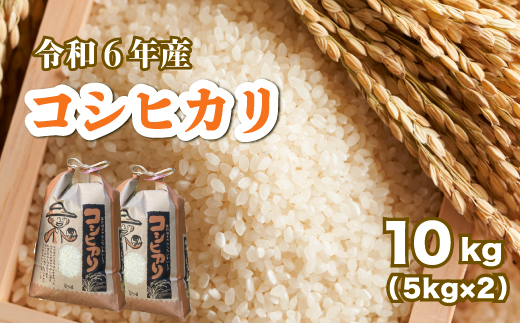 【令和６年産】コシヒカリ 白米10kg（5kg×2袋） お米 米 精米 ごはん ご飯 広島県 三原市 187005