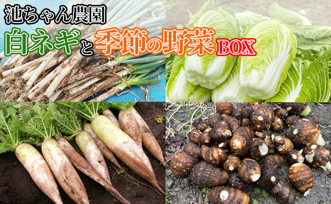 野菜セット 白ネギと季節の野菜 BOX 広島県三原市産 池ちゃん農園