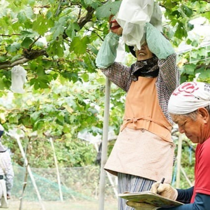 【三原・竹原共通返礼品】八天堂ファーム　果実なくりーむパンぶどう2種セット 計16個（果実なくりーむパン シャインマスカット×8個、果実なくりーむパン 赤ぶどう×8個） クリームパン フルーツ ぶどう マスカット くりーむ 菓子パン 203002