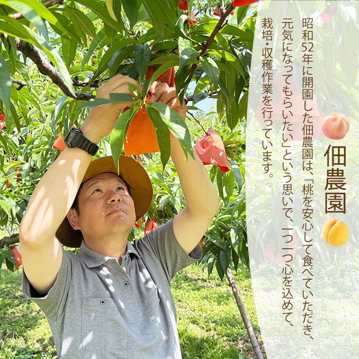 【先行受付】つくださんの桃 5～8個 約1.5kg もも モモ 果物 フルーツ 夏 広島県三原市 210002