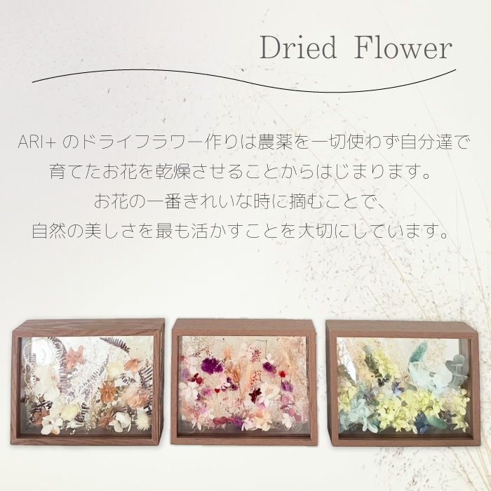 ãARIïŒããã©ã€ãã©ã¯ãŒãã¬ãŒã A ããã¥ã©ã« èªå®
ã€ã³ããªã¢ è± çœ®ç© ãç¥ã ã®ãã è£
食 226001