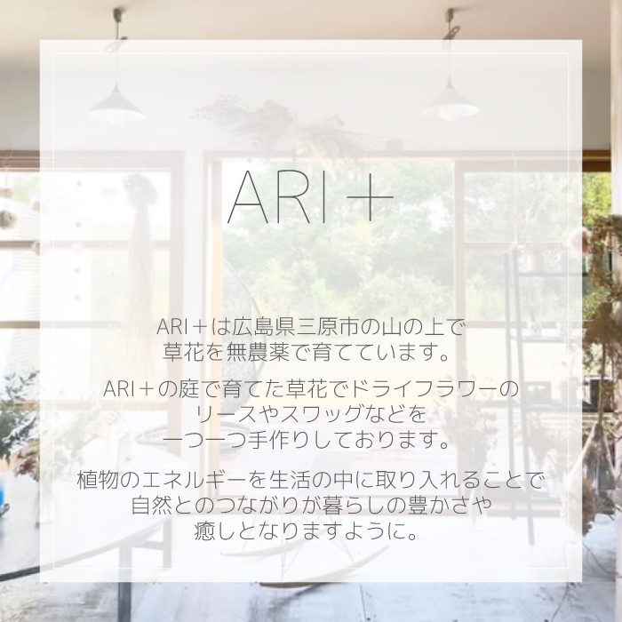 ãARIïŒããã©ã€ãã©ã¯ãŒãã¬ãŒã A ããã¥ã©ã« èªå®
ã€ã³ããªã¢ è± çœ®ç© ãç¥ã ã®ãã è£
食 226001