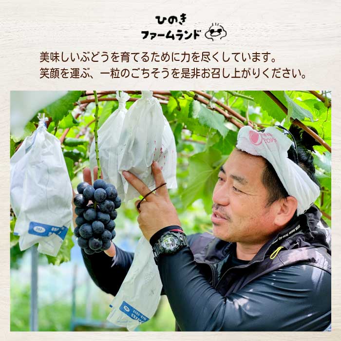 ã2026幎å€é çºéã»å
è¡åä»ããã²ã®ããã¡ãŒã ã©ã³ãã èš³ãã ã¶ã¶ã·ã£ã€ã³ãã¹ã«ãã 1kg ã¶ã©ã ãã¹ã«ãã æç© ãã«ãŒã 233001