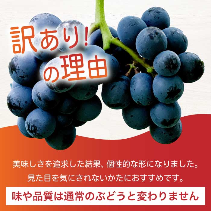 《2026年夏頃発送・先行受付》【ひのきファームランド】 訳あり ぶぶナガノパープル 1kg ぶどう 果物 フルーツ 233002