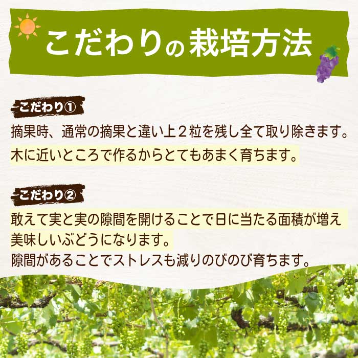 《2026年夏頃発送・先行受付》【ひのきファームランド】 訳あり ぶぶナガノパープル 1kg ぶどう 果物 フルーツ 233002