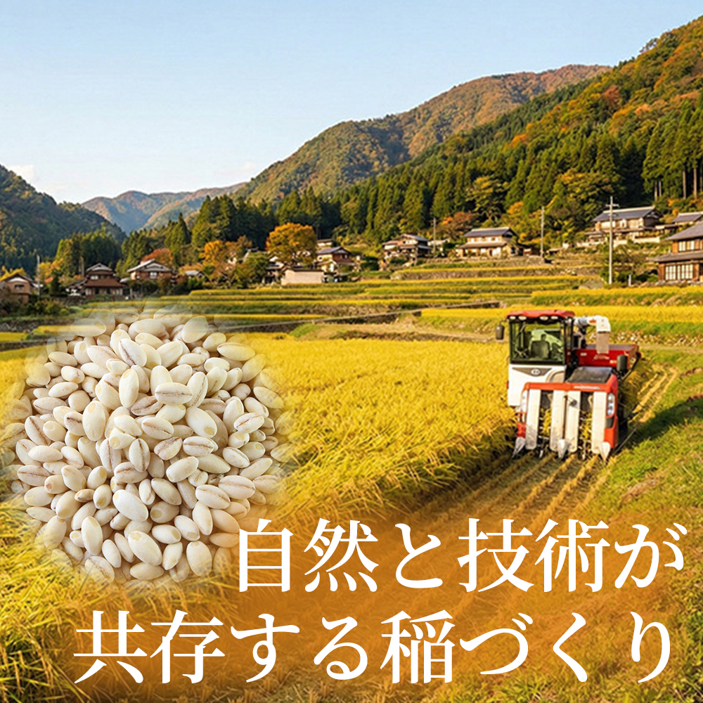 【先行受付】裸麦のキラリモチ 1kg 2026年7月以降発送予定 大麦 麦 麦ごはん ご飯 米 コメ お米 雑穀 健康 腸活 238016