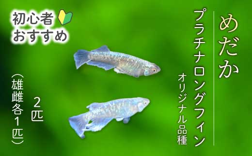 プラチナロングフィン 2匹（雄・雌 各1匹）めだか メダカ 飼育 生体 観賞魚 魚 ペット おまかせ ミックス おすすめ 水槽 インテリア 生物 鑑賞 熱帯魚 アクアリウム 熱帯 淡水魚 243003