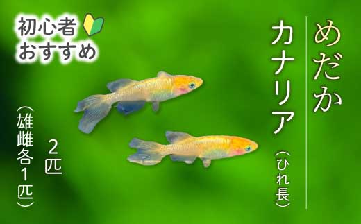 ã«ããªã¢ ã²ãé· 2å¹ïŒéã»é å1å¹ïŒãã ã ã¡ãã« é£Œè² çäœ èŠ³è³é é ããã ããŸãã ããã¯ã¹ ãããã æ°Žæ§œ ã€ã³ããªã¢ çç© éè³ ç±åž¯é ã¢ã¯ã¢ãªãŠã ç±åž¯ æ·¡æ°Žé 243004