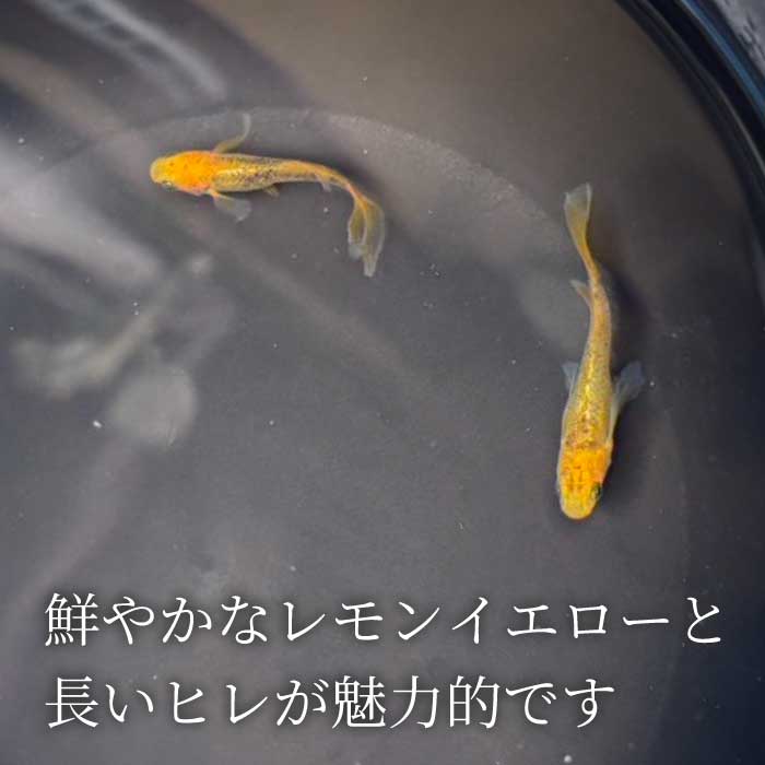 ã«ããªã¢ ã²ãé· 2å¹ïŒéã»é å1å¹ïŒãã ã ã¡ãã« é£Œè² çäœ èŠ³è³é é ããã ããŸãã ããã¯ã¹ ãããã æ°Žæ§œ ã€ã³ããªã¢ çç© éè³ ç±åž¯é ã¢ã¯ã¢ãªãŠã ç±åž¯ æ·¡æ°Žé 243004