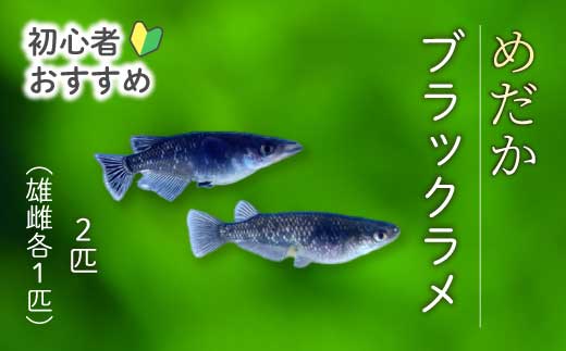 ãã©ãã¯ã©ã¡ 4å¹ïŒéã»é å2å¹ïŒãã ã ã¡ãã« é£Œè² çäœ èŠ³è³é é ããã ããŸãã ããã¯ã¹ ãããã æ°Žæ§œ ã€ã³ããªã¢ çç© éè³ ç±åž¯é ã¢ã¯ã¢ãªãŠã ç±åž¯ æ·¡æ°Žé 243006