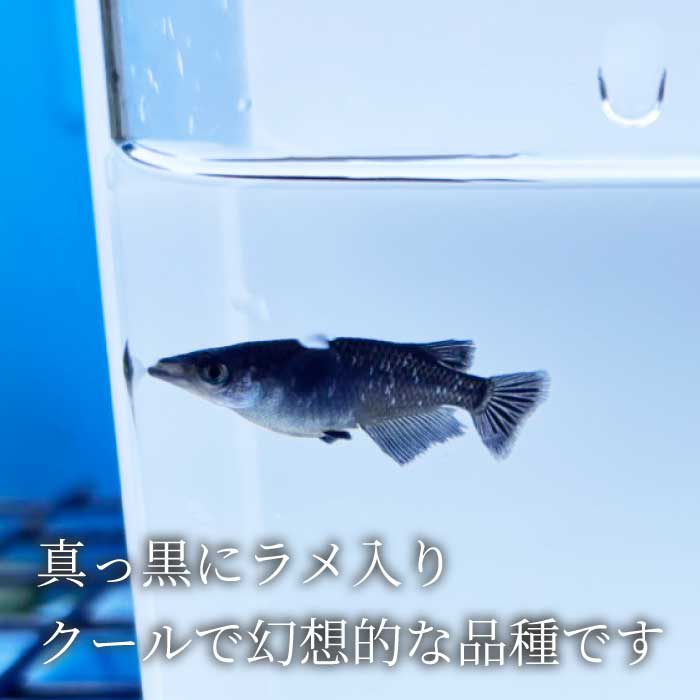 ãã©ãã¯ã©ã¡ 4å¹ïŒéã»é å2å¹ïŒãã ã ã¡ãã« é£Œè² çäœ èŠ³è³é é ããã ããŸãã ããã¯ã¹ ãããã æ°Žæ§œ ã€ã³ããªã¢ çç© éè³ ç±åž¯é ã¢ã¯ã¢ãªãŠã ç±åž¯ æ·¡æ°Žé 243006