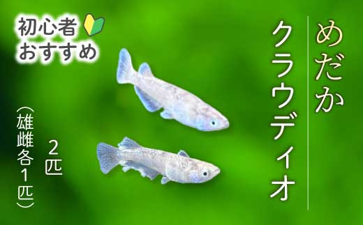 クラウディオ 2匹（雄・雌 各1匹）めだか メダカ 飼育 生体 観賞魚 魚 ペット おまかせ ミックス おすすめ 水槽 インテリア 生物 鑑賞 熱帯魚 アクアリウム 熱帯 淡水魚 243008