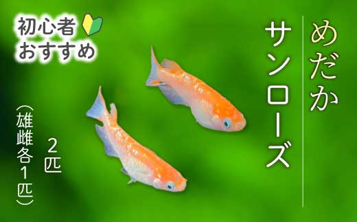 ãµã³ããŒãº 2å¹ïŒéã»é å1å¹ïŒãã ã ã¡ãã« é£Œè² çäœ èŠ³è³é é ããã ããŸãã ããã¯ã¹ ãããã æ°Žæ§œ ã€ã³ããªã¢ çç© éè³ ç±åž¯é ã¢ã¯ã¢ãªãŠã ç±åž¯ æ·¡æ°Žé 243009