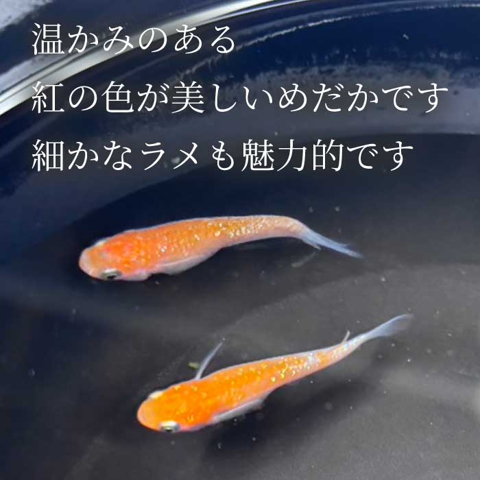 ãµã³ããŒãº 2å¹ïŒéã»é å1å¹ïŒãã ã ã¡ãã« é£Œè² çäœ èŠ³è³é é ããã ããŸãã ããã¯ã¹ ãããã æ°Žæ§œ ã€ã³ããªã¢ çç© éè³ ç±åž¯é ã¢ã¯ã¢ãªãŠã ç±åž¯ æ·¡æ°Žé 243009