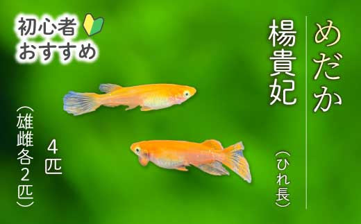 楊貴妃 ひれ長 4匹（雄・雌 各2匹）めだか メダカ 飼育 生体 観賞魚 魚 ペット おまかせ ミックス おすすめ 水槽 インテリア 生物 鑑賞 熱帯魚 アクアリウム 熱帯 淡水魚 243010 