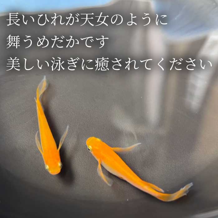 楊貴妃 ひれ長 4匹（雄・雌 各2匹）めだか メダカ 飼育 生体 観賞魚 魚 ペット おまかせ ミックス おすすめ 水槽 インテリア 生物 鑑賞 熱帯魚 アクアリウム 熱帯 淡水魚 243010 