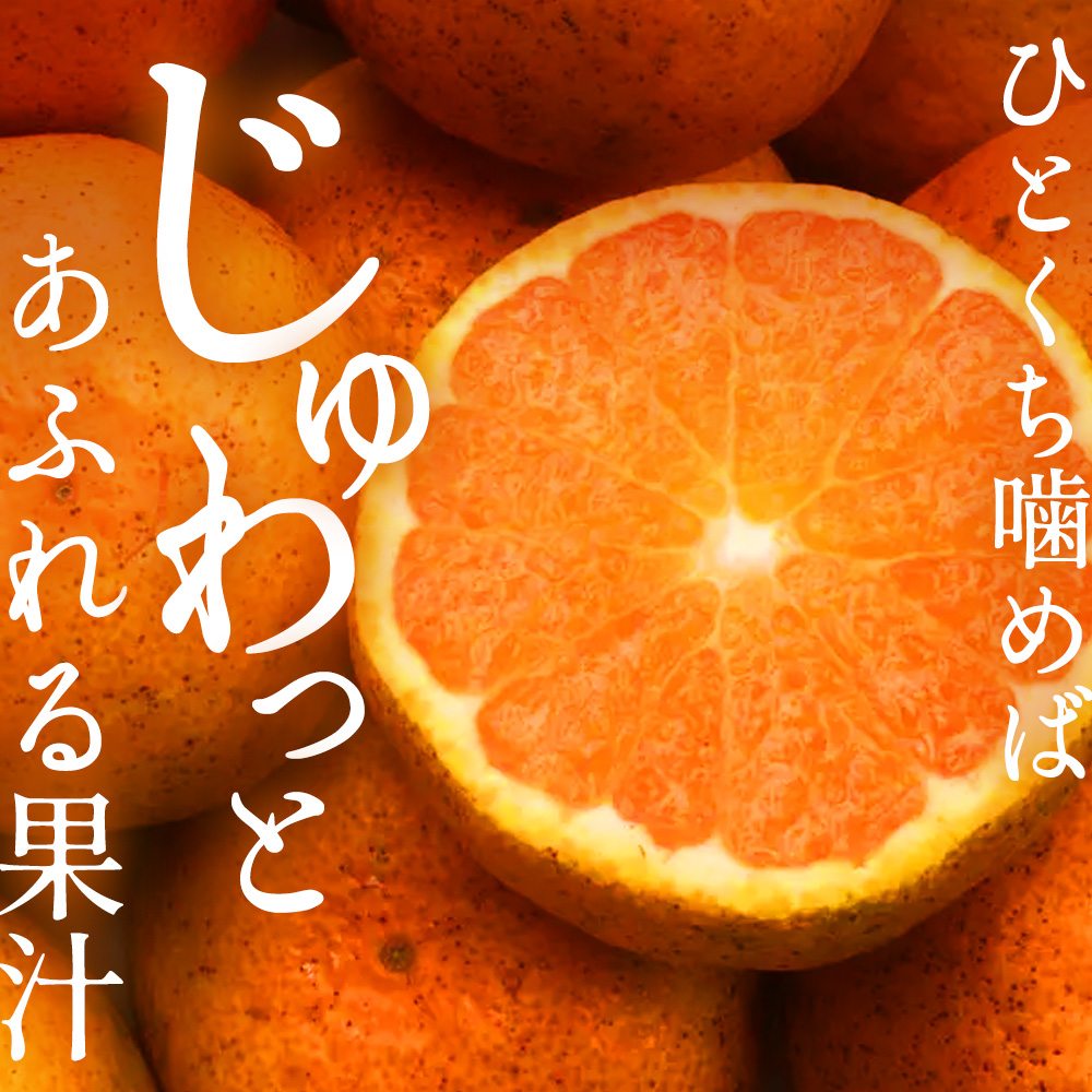 みかん 【先行予約】 【2024年11月以降発送】甘いだけじゃない！ 甘みと酸味の 早生みかん ＜約3kg＞ 広島 三原 佐木島 鷺島みかんじま 017039