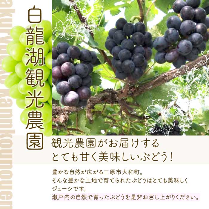 【年3回定期便】瀬戸内の恵みがいっぱい！人気の厳選フルーツ定期便 いちご  桃 ぶどう シャインマスカット 広島県三原市 イチゴ もも ブドウ T07