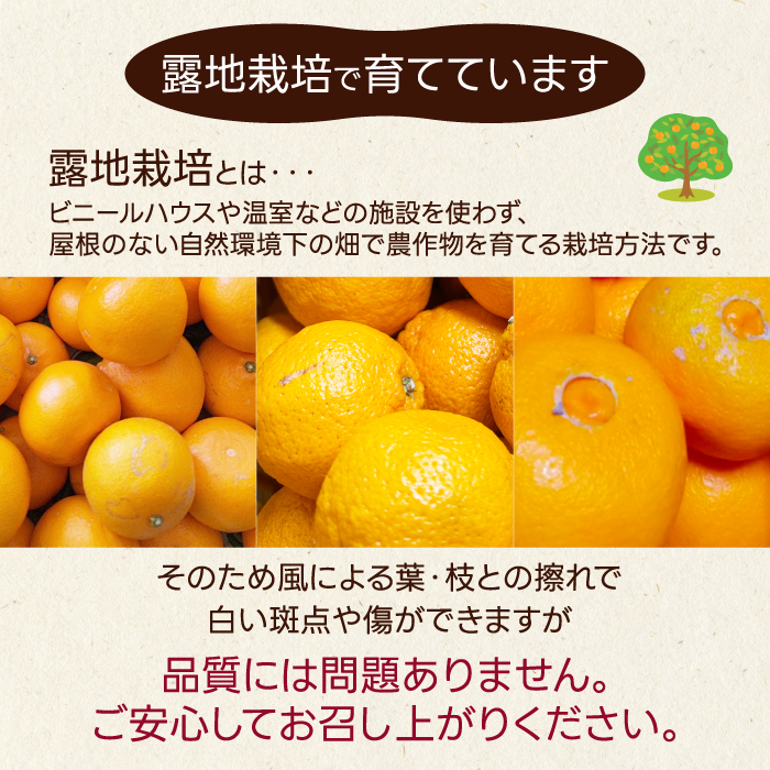 【数量限定☆先行受付】柑橘食べ比べ定期便 せとか 2.5kg・不知火 2kg フルーツ 果物 みかん オレンジ デコポン しらぬい 産地直送 ジューシー 人気 濃厚 T11