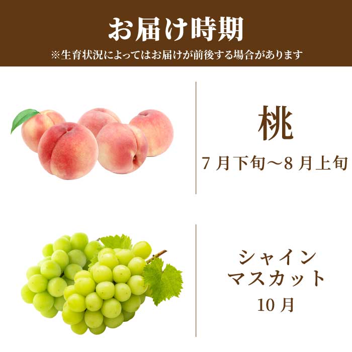 【三原・世羅共通返礼品】桃 シャインマスカット 《全2回定期便》数量限定☆先行受付 フルーツ 果物 くだもの 産地直送 ぶどう ブドウ もも T14