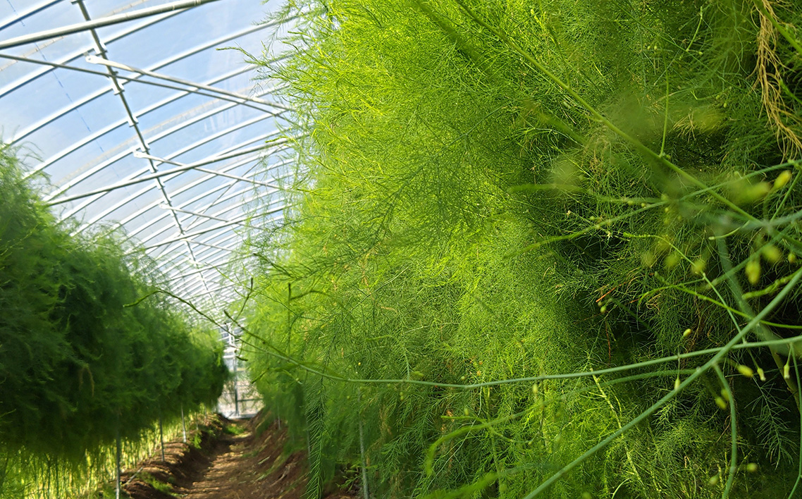 No.1095 上下七色農園 アスパラガス　2L・Lサイズ　ダンボール（1.2kg）