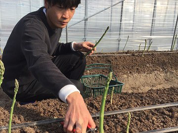 上下七色農園贈答用アスパラガス　L・Ｍサイズ　貼箱（600g） No.1090