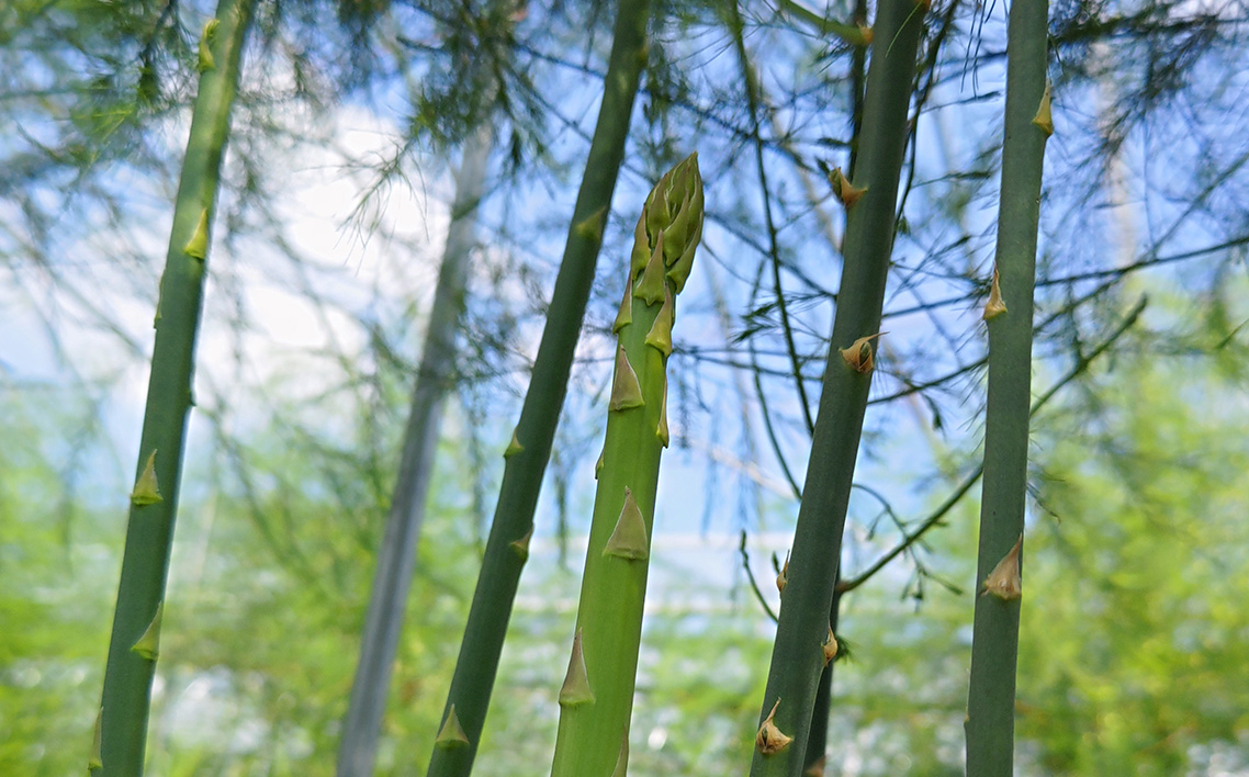 上下七色農園 アスパラガス　L・Ｍサイズ　ダンボール（800g） No.1092