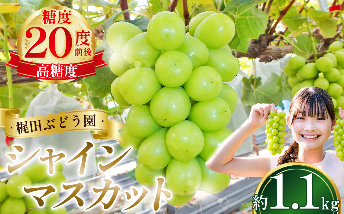 シャインマスカット　約1.1kg No.962
