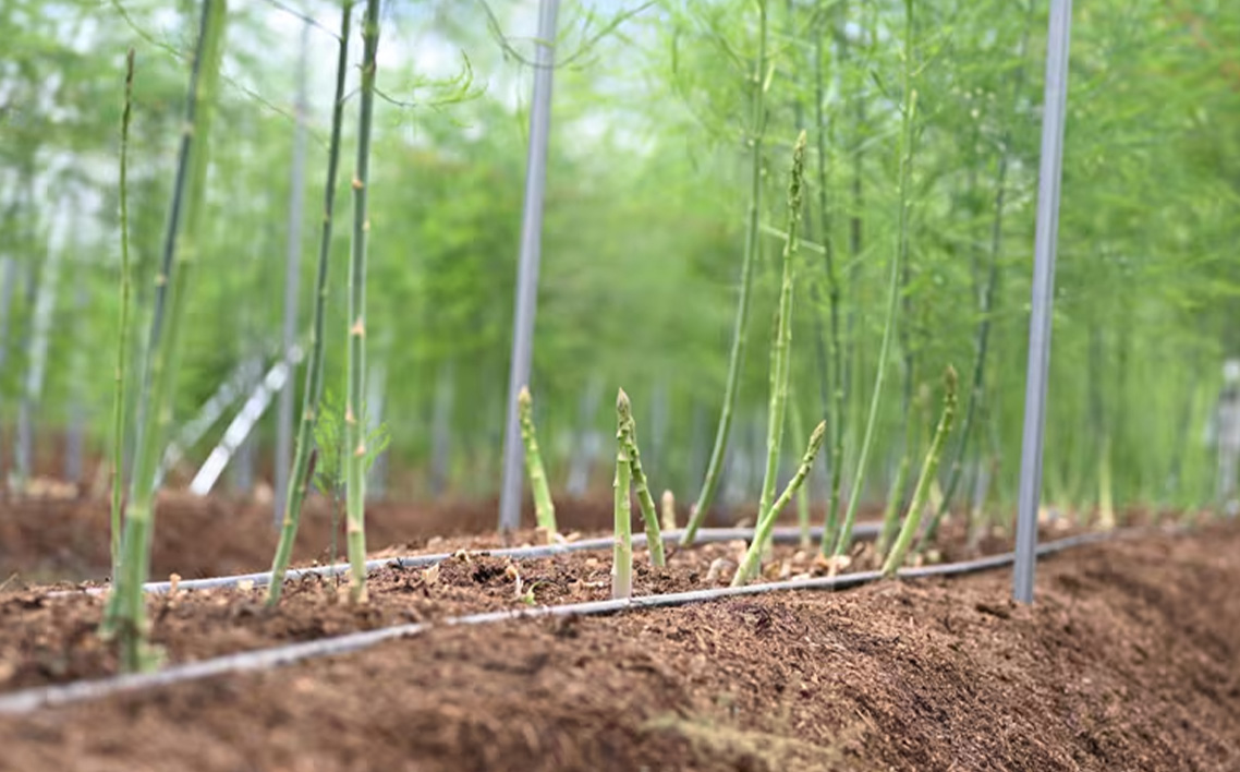 荳贋ク倶ク濶イ霎イ蝨定エ育ュ皮畑繧「繧ケ繝代Λ繧ャ繧ケ縲2L繝サL繧オ繧、繧コ縲雋シ邂アシ600gシ No.1093