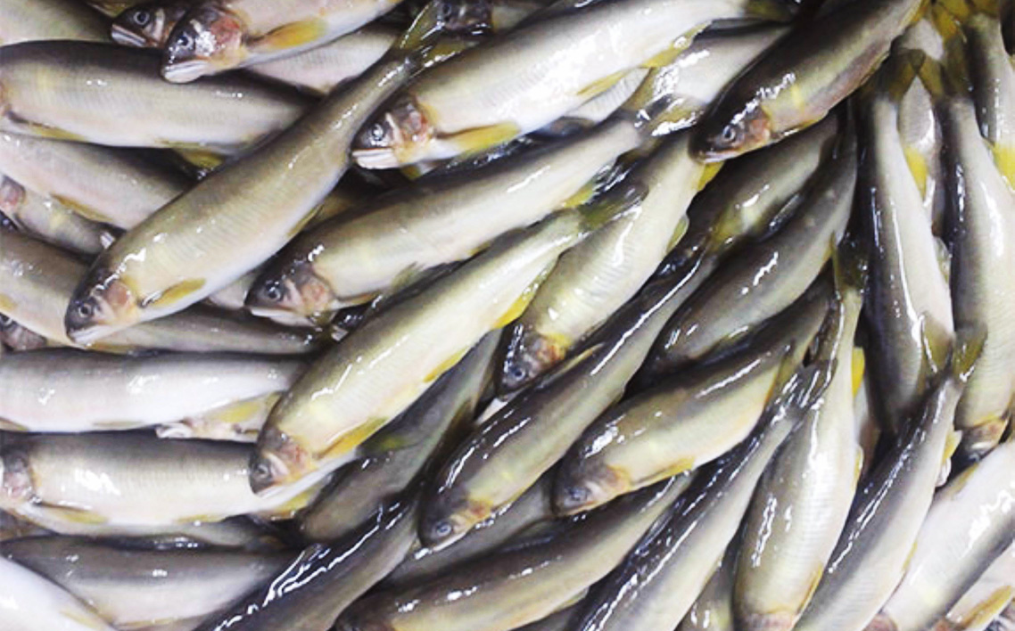 鮎の甘露煮3尾入り 無憂舘（府中市） No.1163