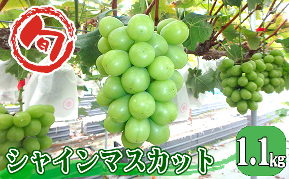 No.962 シャインマスカット　約1.1kg