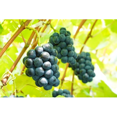 【先行受付 2026年発送】ナガノパープル2房セット【配送不可地域：離島・北海道・沖縄県・東北】【1345435】