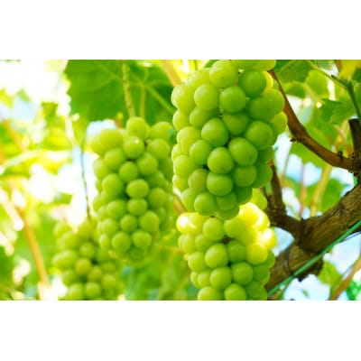 【先行受付 2026年発送】シャインマスカット2房セット【配送不可地域：離島・北海道・沖縄県】【1465047】