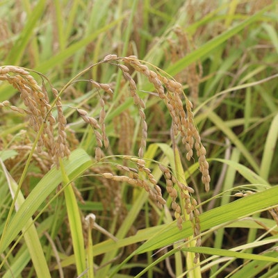 【毎月定期便】特別栽培米「糸原家のお米」高野町産コシヒカリ5キロ(精米)全12回【4070793】