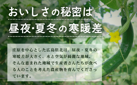 縲仙ョ壽悄萓ソ 6蝗樣埼√大コ蟲カ逵悟コ蜴溽肇縲梧流縺ョ驥手除縲崎ゥー繧∝粋繧上○邂アシ13ス15蜩∫岼シ蛾手除繧サ繝繝 繧縺輔> 6繝オ譛 6縺区怦 6繝カ譛 螳壽悄 鬆貞ク莨