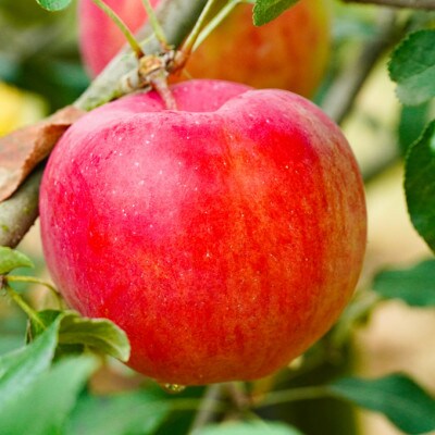 庄原 白根りんご農園のりんごのお酒とジュース達セット【1617930】