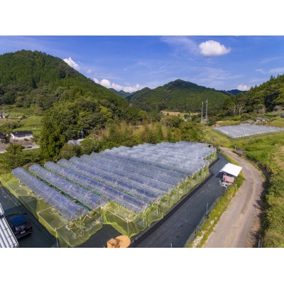 【先行受付 2026年発送】シャインマスカット2房セット【配送不可地域：離島・北海道・沖縄県】【1465047】