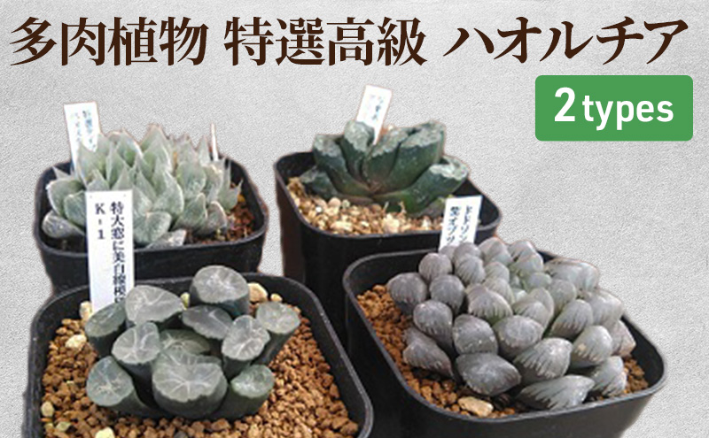 多肉植物 特選高級 ハオルチア 2種 観葉植物 苗木|JALふるさと納税|JAL