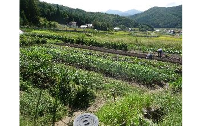 旬の野菜【M】セット【配達不可：北海道・沖縄・離島】