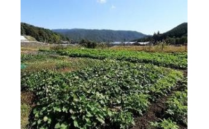 旬の野菜【M】セット【配達不可：北海道・沖縄・離島】