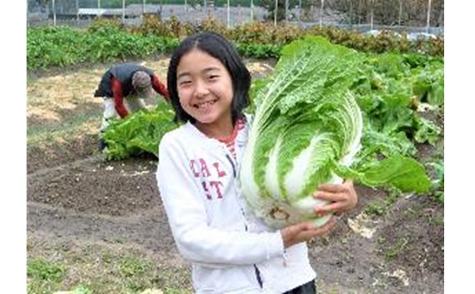 旬の野菜【M】セット【配達不可：北海道・沖縄・離島】