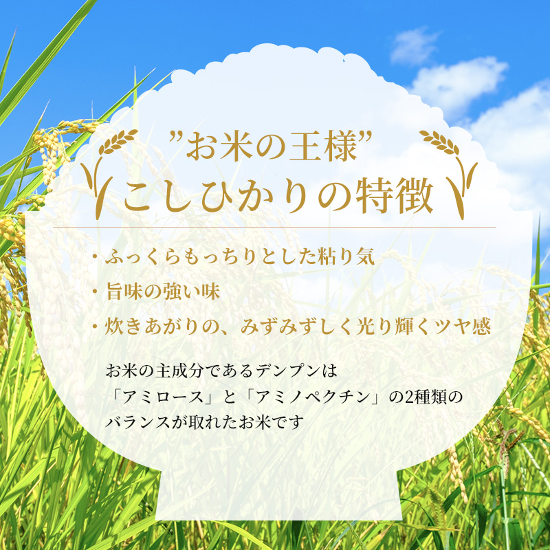 米 【定期便2ヶ月】令和5年 広島県安芸高田市産 こしひかり 真空パック 8kg（4kg×2袋） お米 コシヒカリ 2ヶ月連続 2回 計16kg 