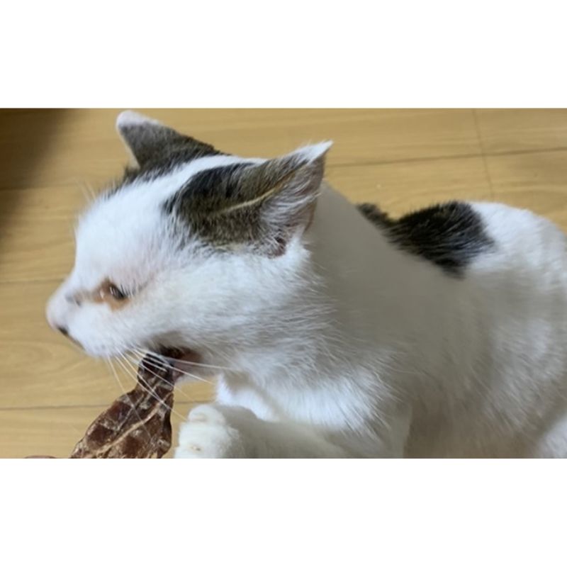 鹿ã®å
èãžã£ãŒããŒ4ç¹ã»ãã ç¬ ç¬çš ãã〠鹿è å
è ãžã£ãŒã㌠干è å¹²ãè 也ç¥è åœç£ åºå³¶ å®èžé«ç°åž